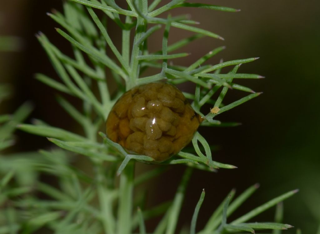 Larva di Oulema ?  No, probabili escrementi idratati dalla pioggia